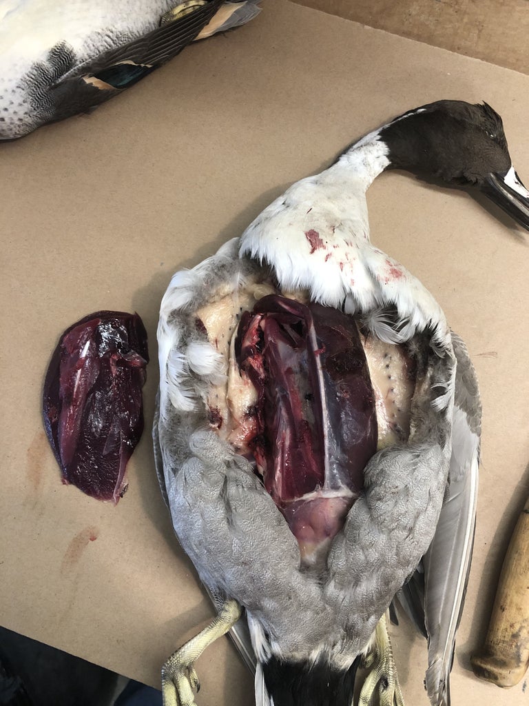 How to Clean a Duck