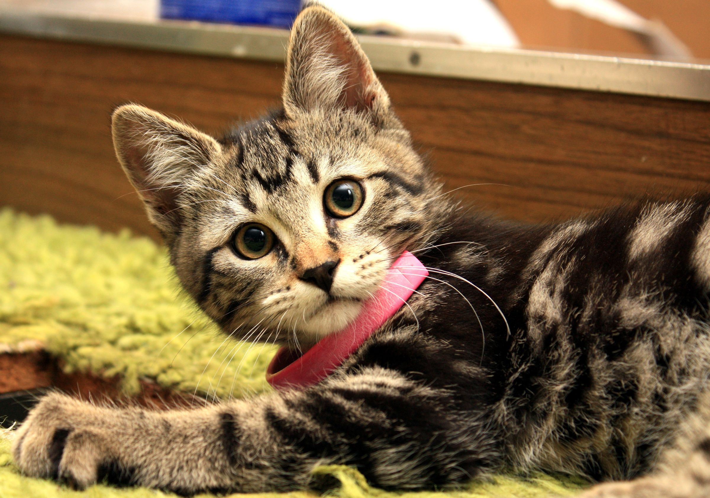 How Deep Do You Need To Bury Your Dog