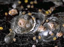 Using Fusion to Create Plug Molds