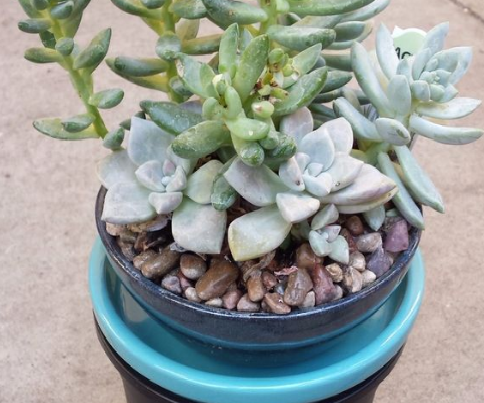 Portable IV Drip Watering System