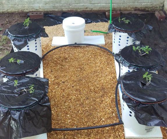 Self Watering Bucket Garden