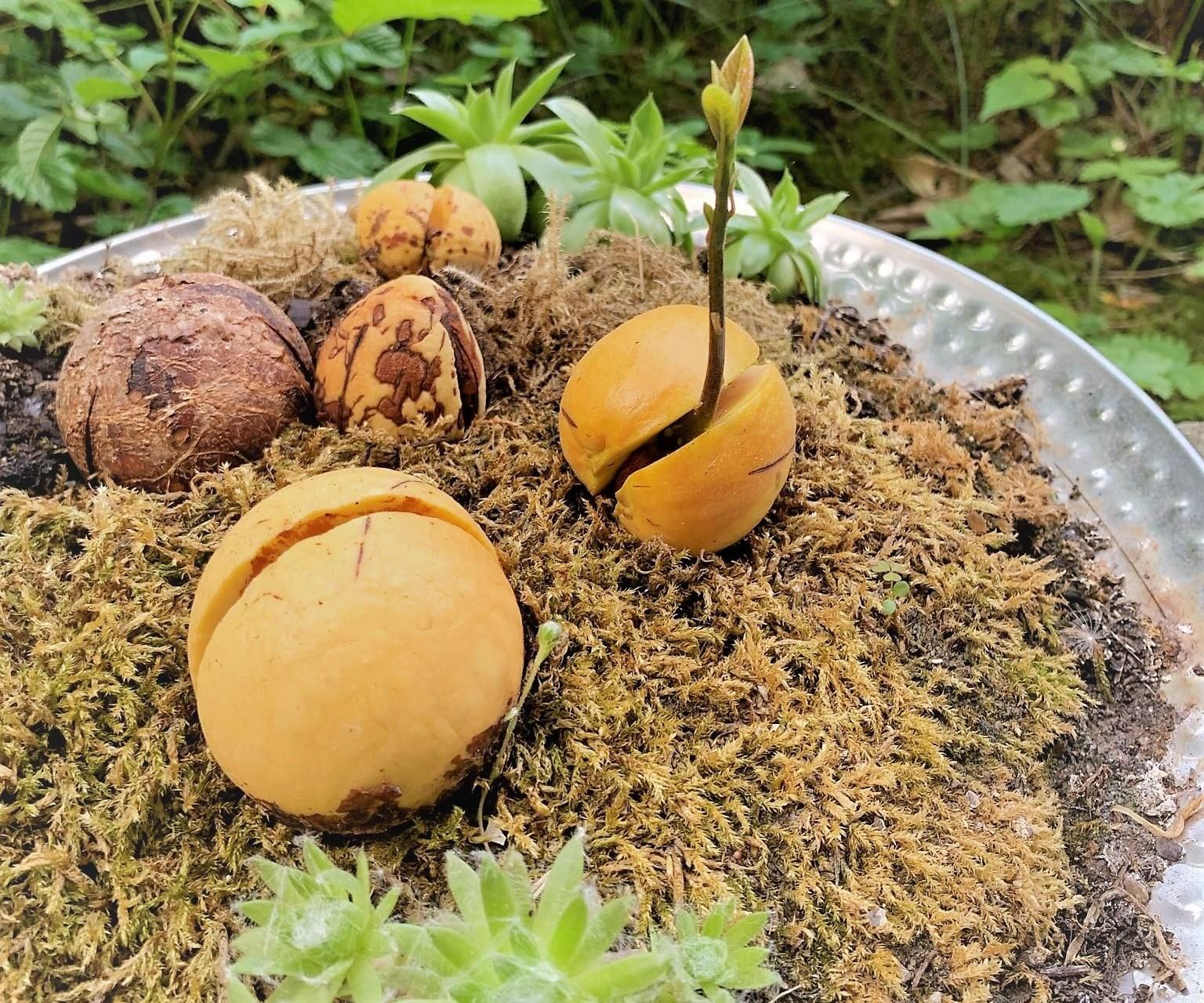 The Easiest Way to Grow Avocado From a Seed : 4 Steps - Instructables