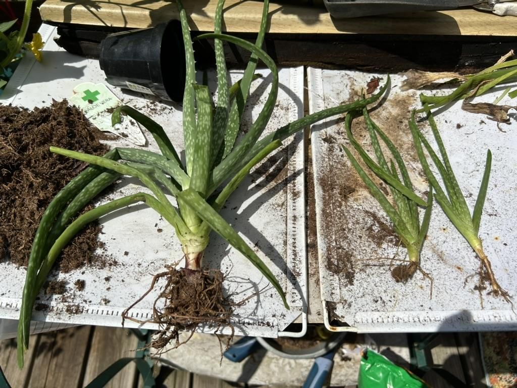 How to Repot Aloe Vera : 7 Steps - Instructables