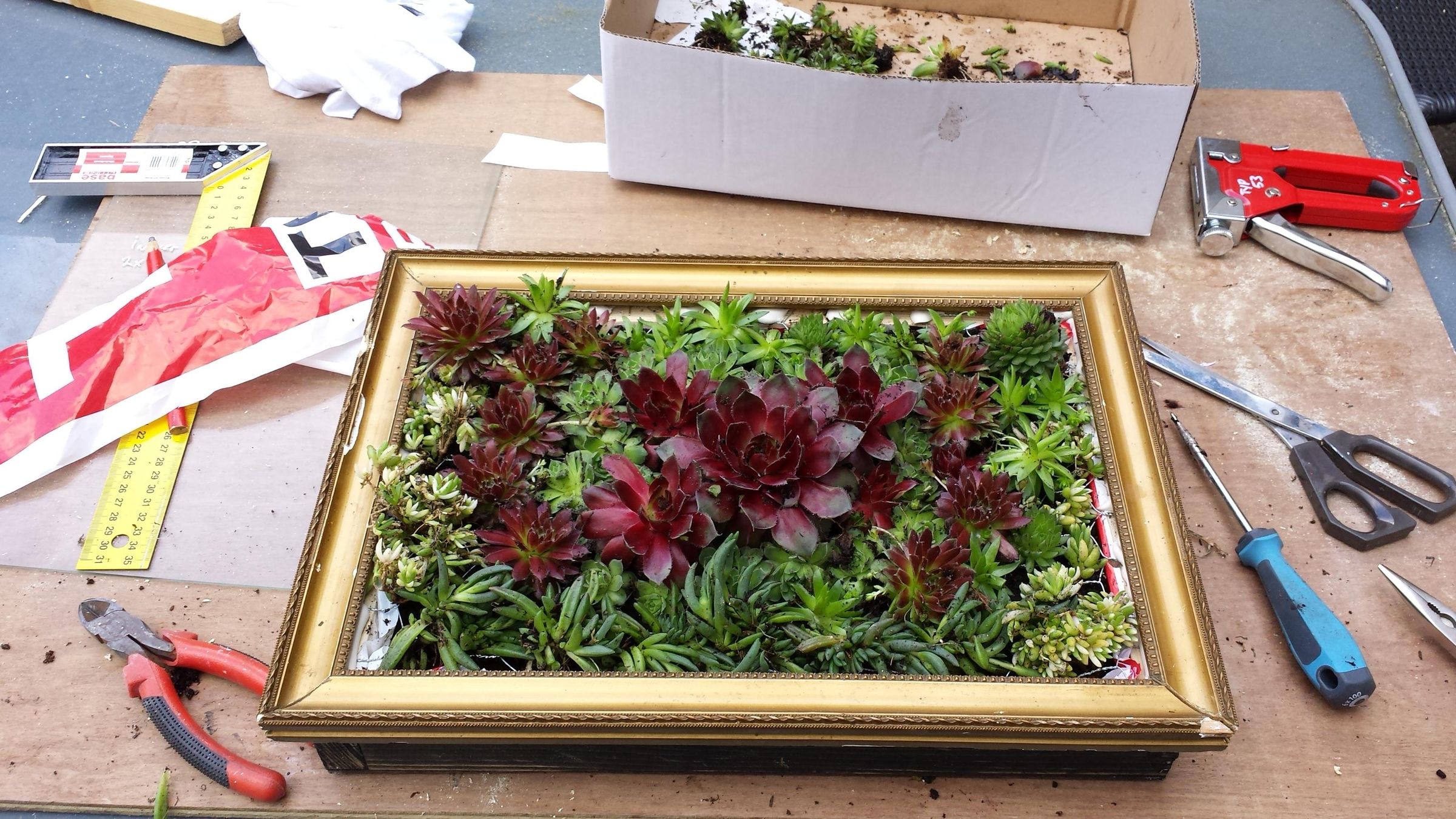 Living painting made from succulents