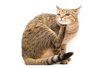 How to Treat Your Pet for Fleas With Advocate Flea Treatment, Tablets and Shampoo