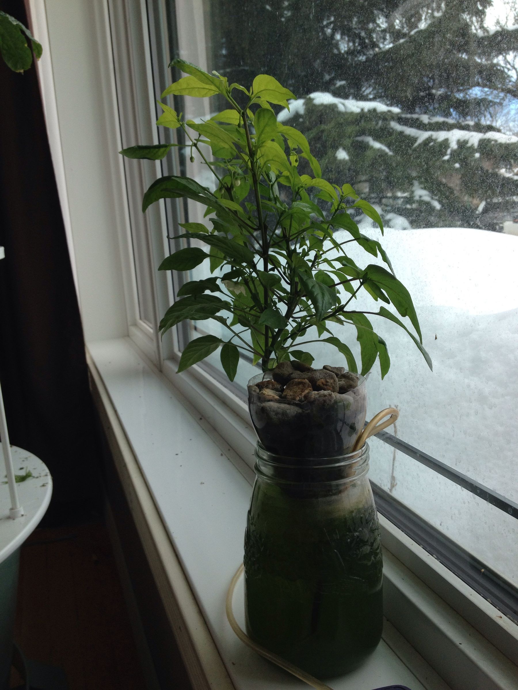 Easy Air Powered  Hydroponic System