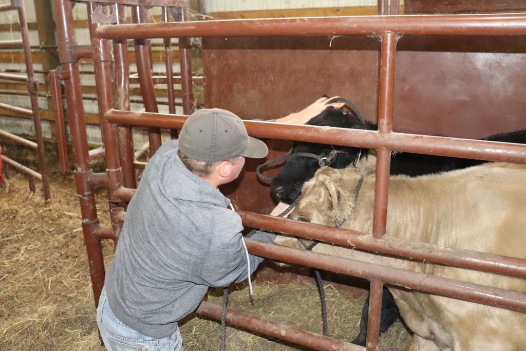 Haltering Cows Putting Halter On Cow at Hector Dwight blog