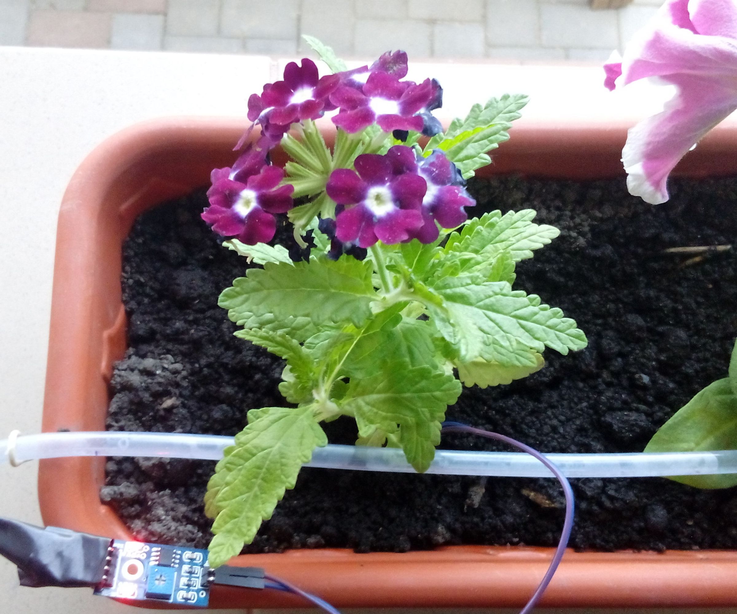 Solar Watering System Without Battery