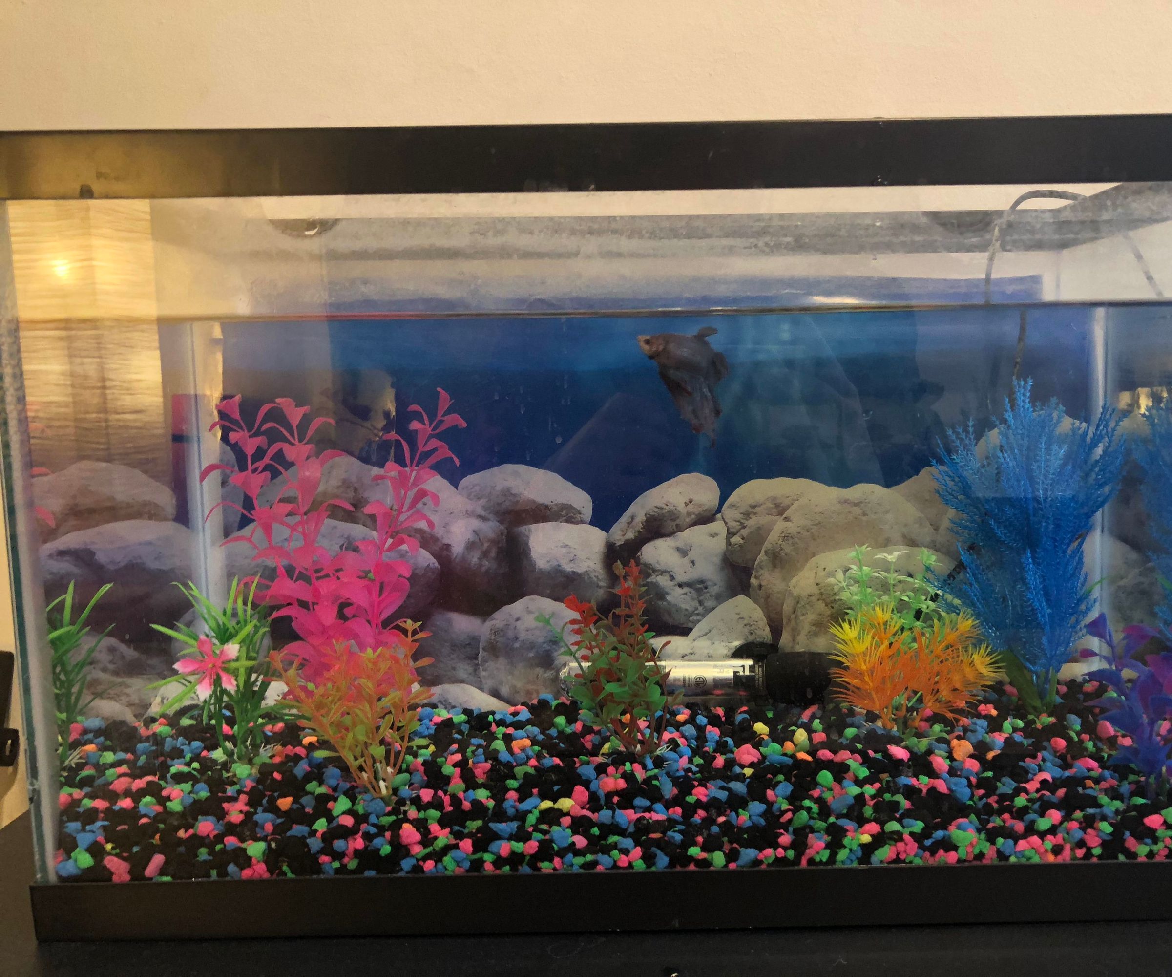 Cleaning and Preparing a Fish Tank