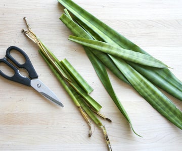 root rot on snake plant