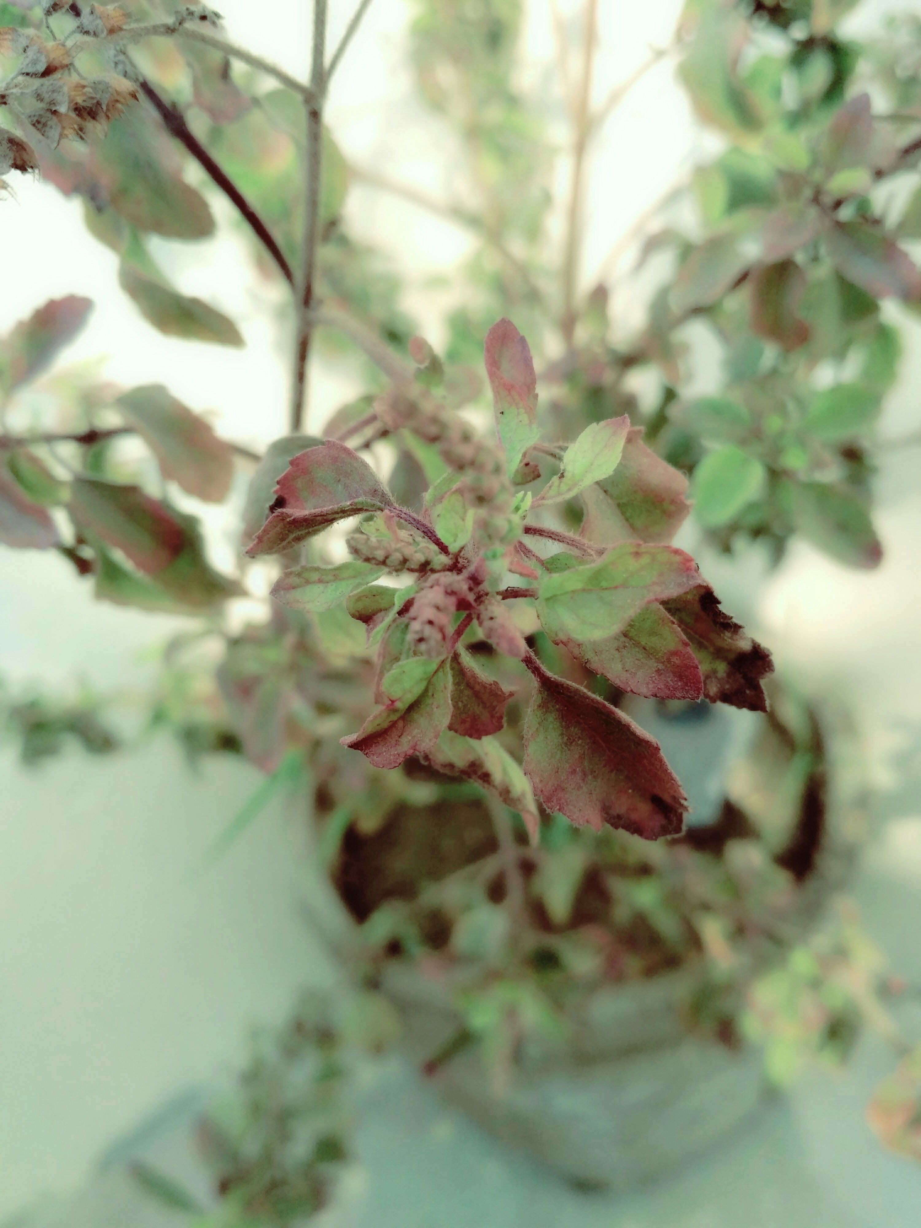 Indoor Gardening (some Tips and Tricks) Indoor, Gardening 