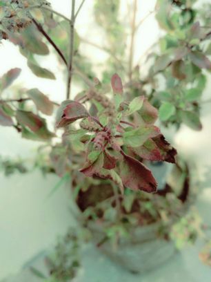 Indoor Gardening (some Tips and Tricks) Indoor, Gardening