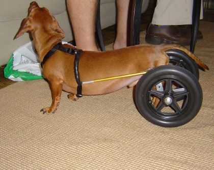 Home made dog wheelchair that doesn't support back