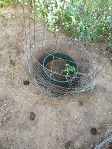 After-Planting Update