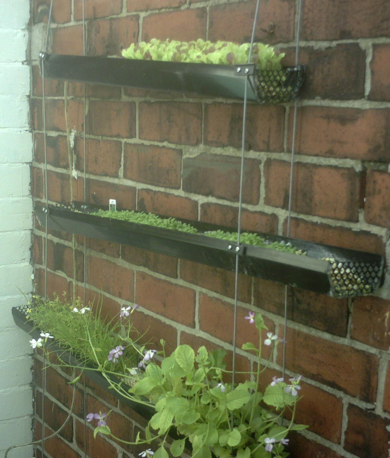 Vertical Hydro Veg Patch