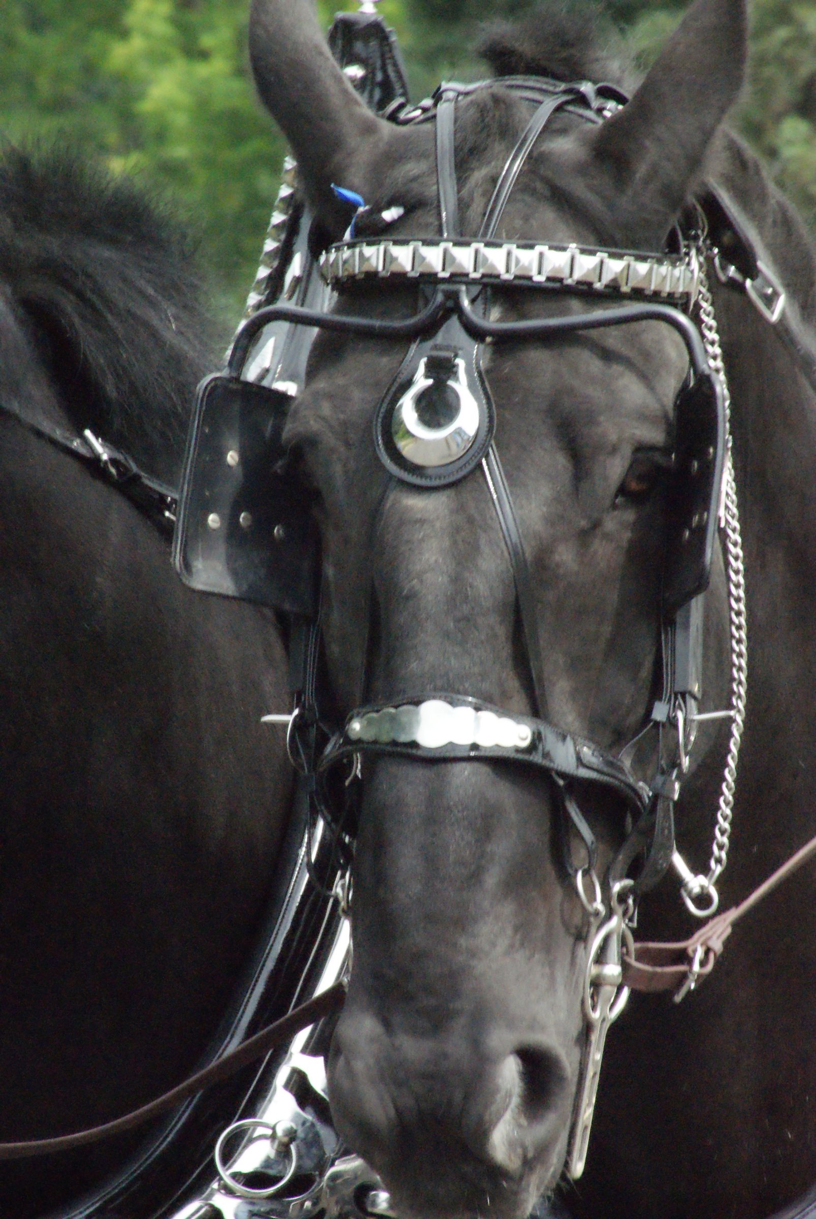Photographing Horses