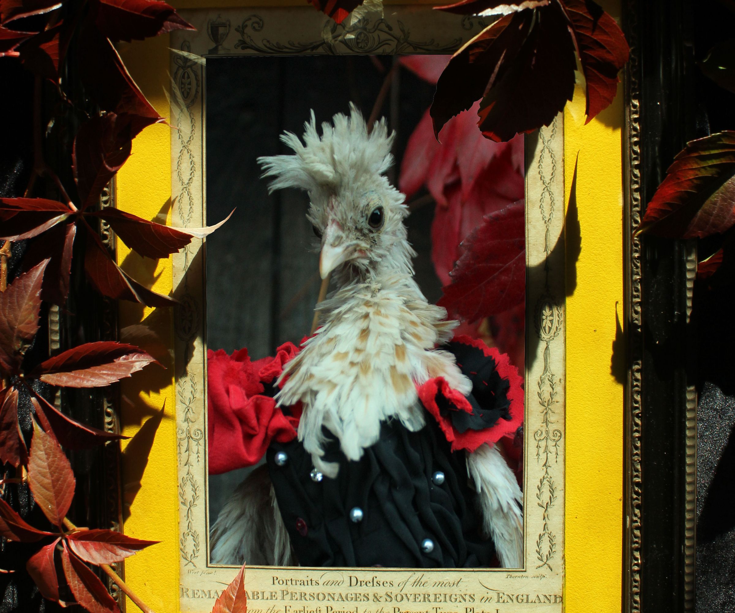 Vampyre Chickens - Halloween Costumes