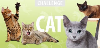 Cat Challenge 2016