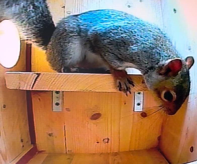 Backyard Squirrel Box With Camera