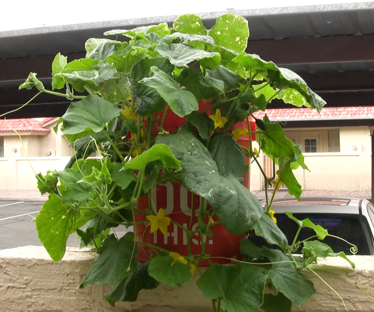 Container Gardening