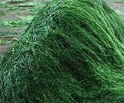 Algae Experiment