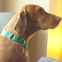 How to Make a Martingale Dog Collar