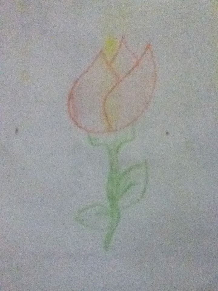 How to Draw a Tulip