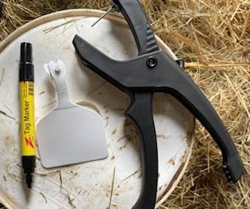How to Tag a Calf