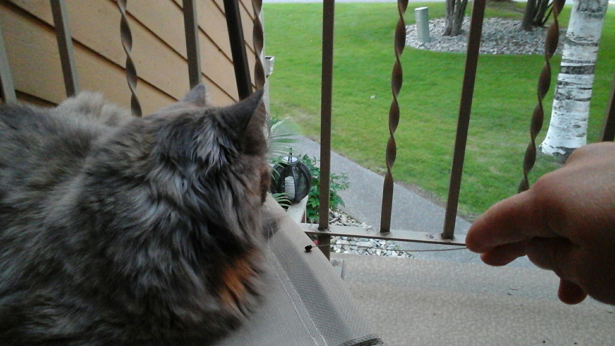 RC Car Antenna Cat Toy 3 Steps Instructables