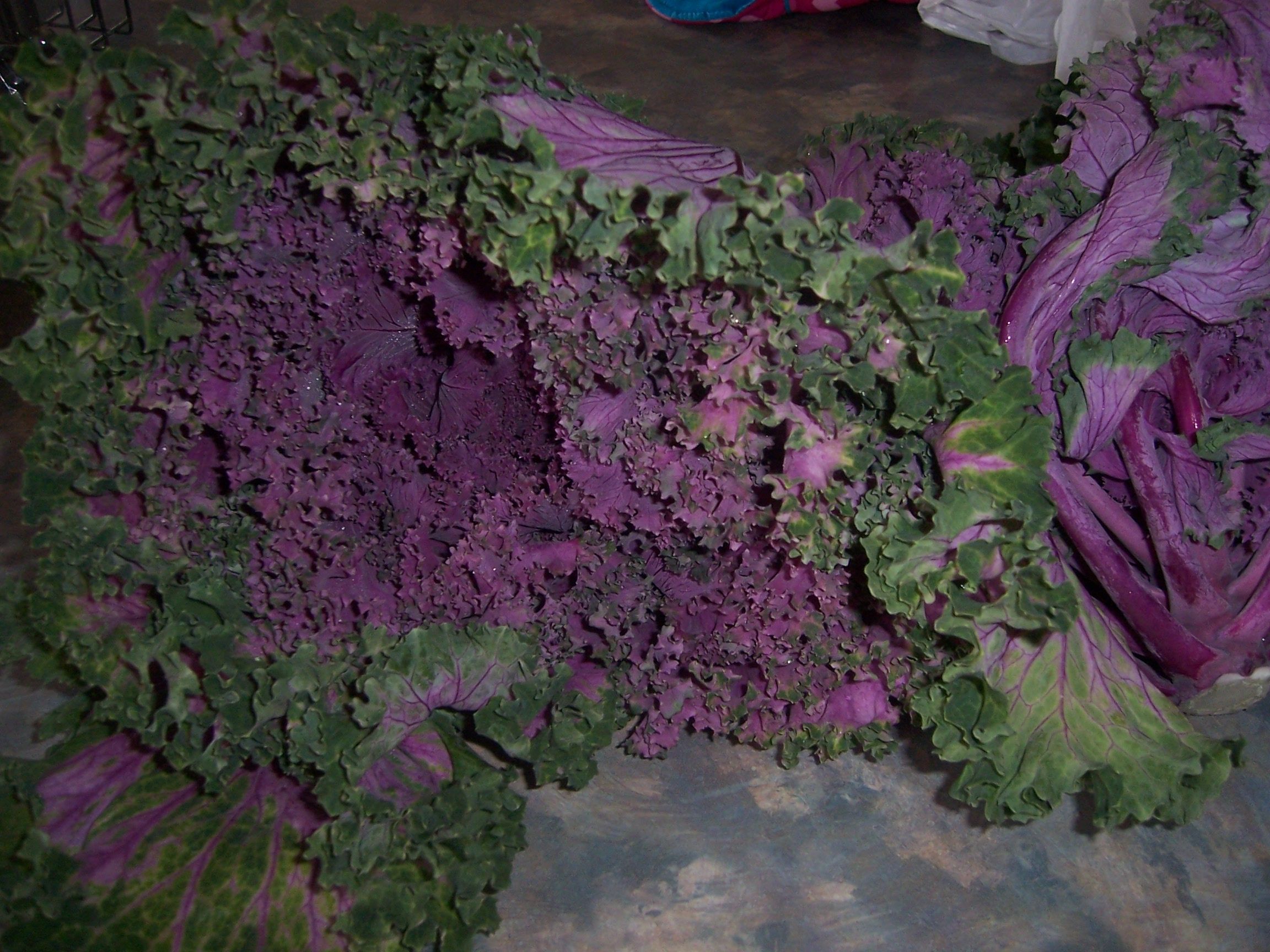 Purple Kale
