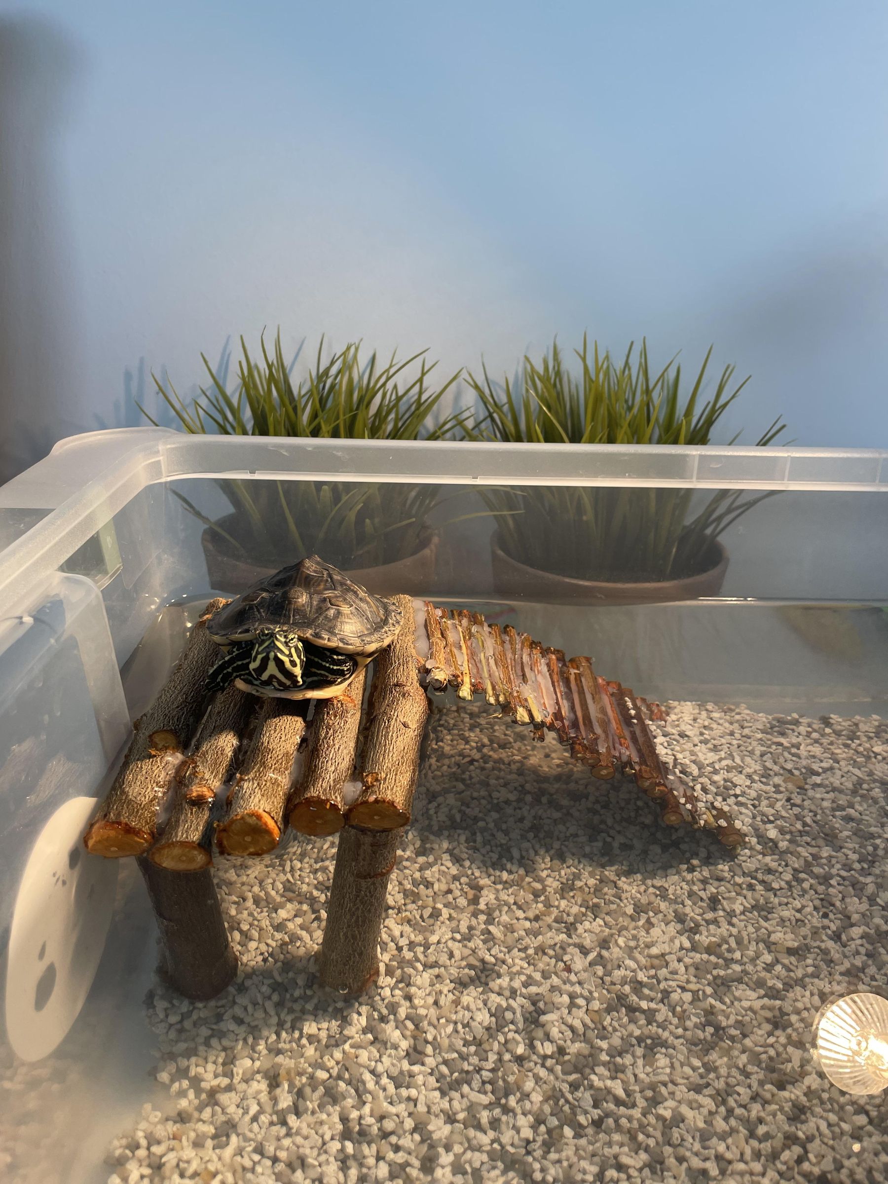 Turtle Basking Area : 6 Steps (with Pictures) - Instructables
