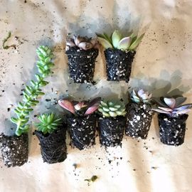Cedar Driftwood Planter : 8 Steps (with Pictures) - Instructables