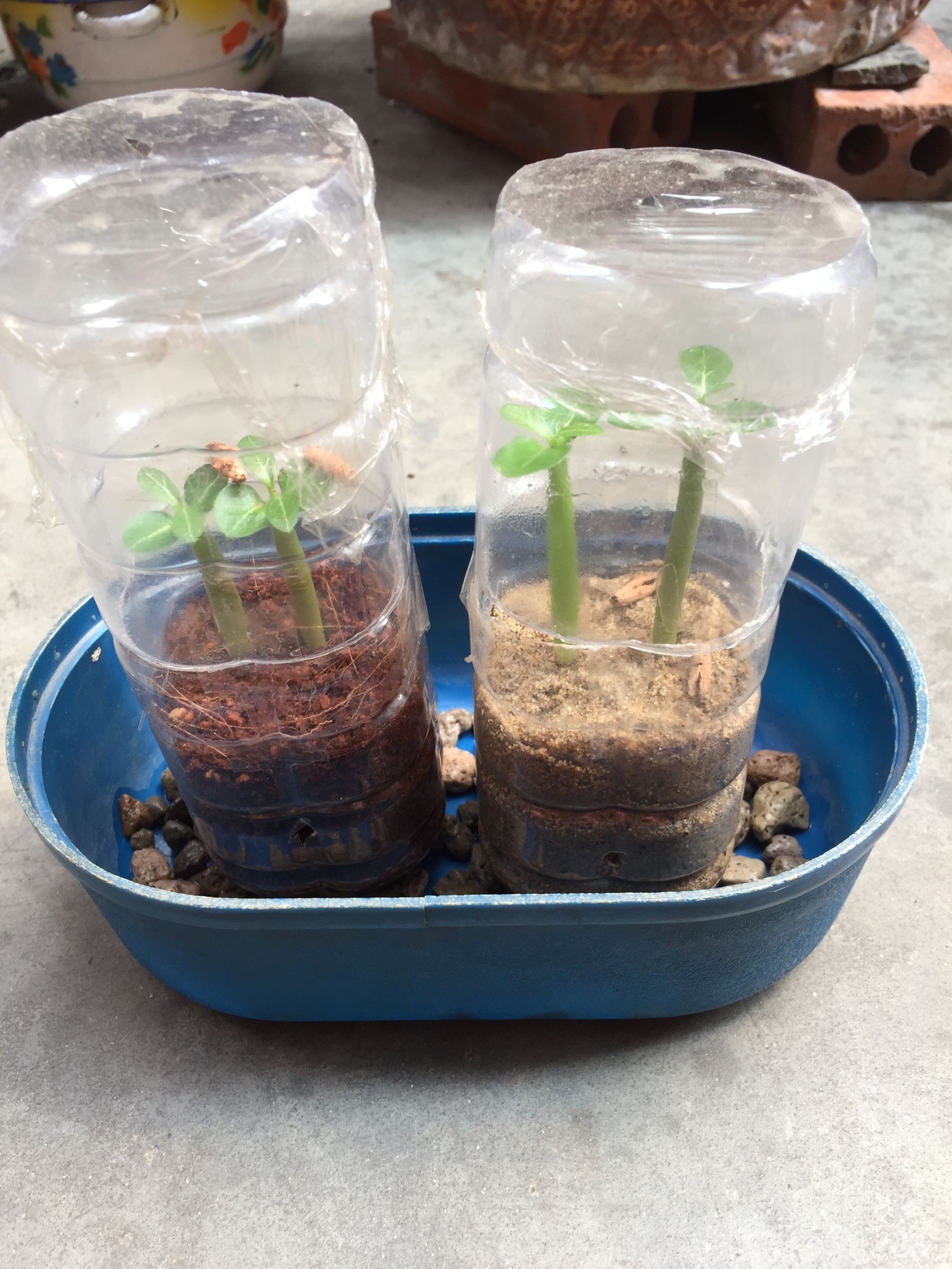 Start Desert Rose From Seeds : 4 Steps (with Pictures) - Instructables