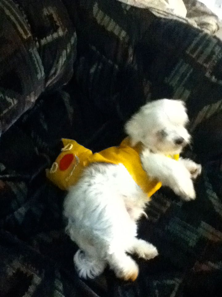 CatDog Puppy or Cat Costume