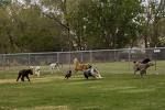 Dog Parks!