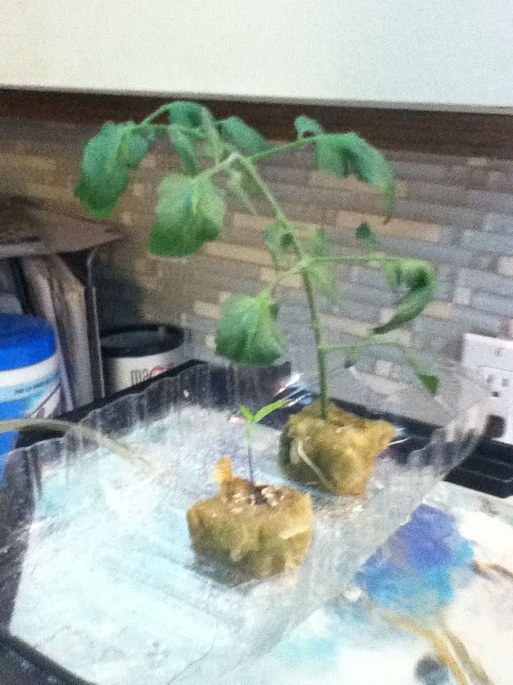 Super Easy Aquaponic System