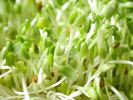 How to Make & Use a Seed-Sprouting Bag