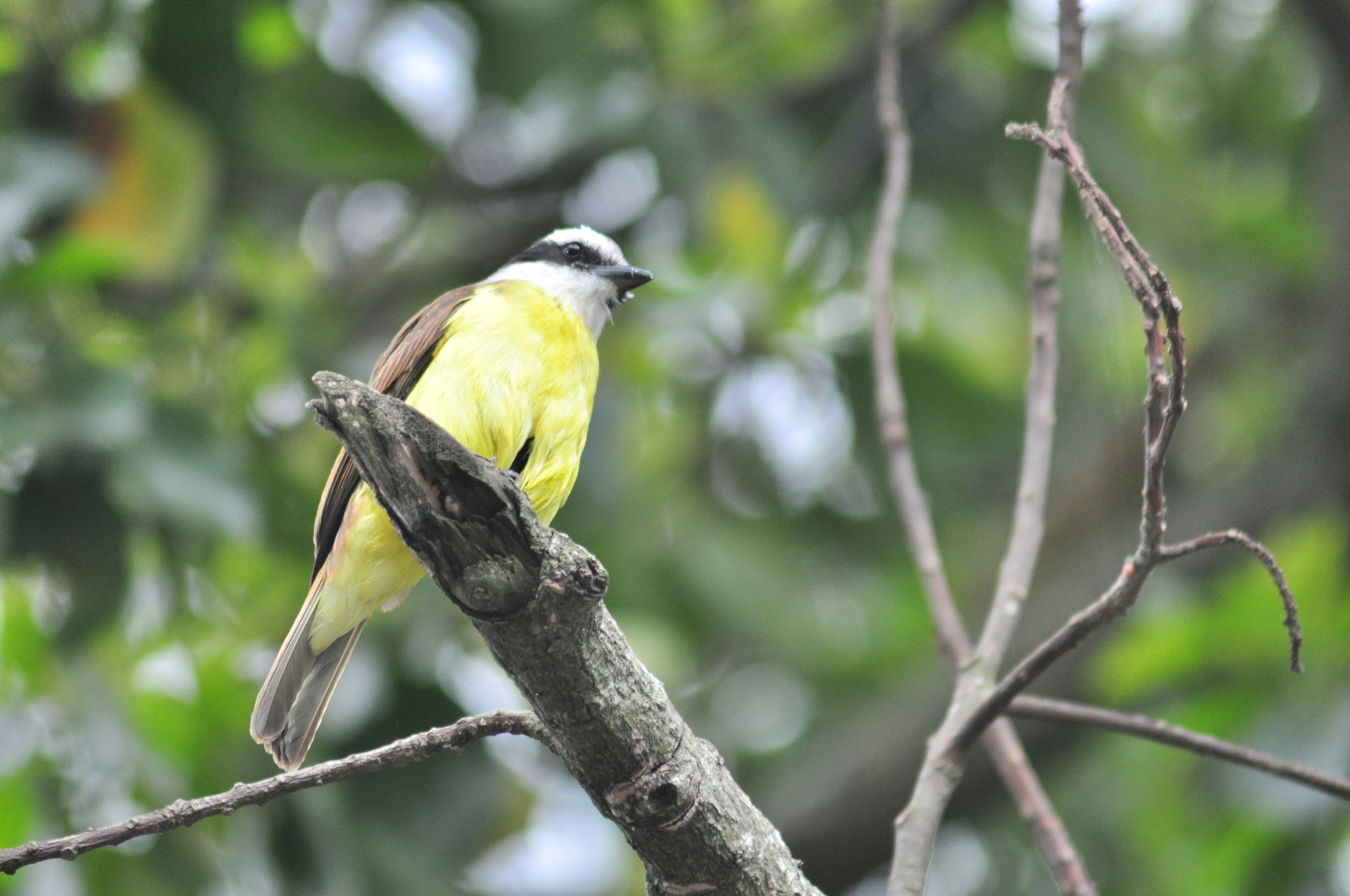Nature photo window made of CD box