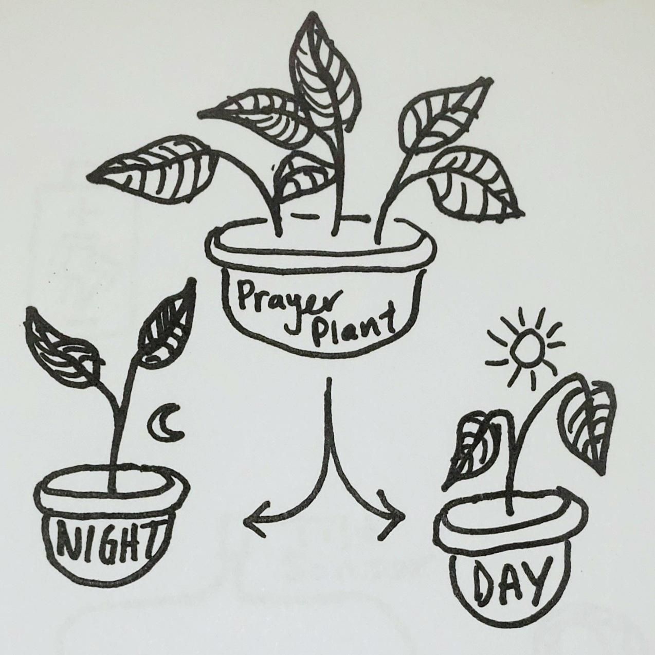 Plant Light Fixture 3 Steps Instructables