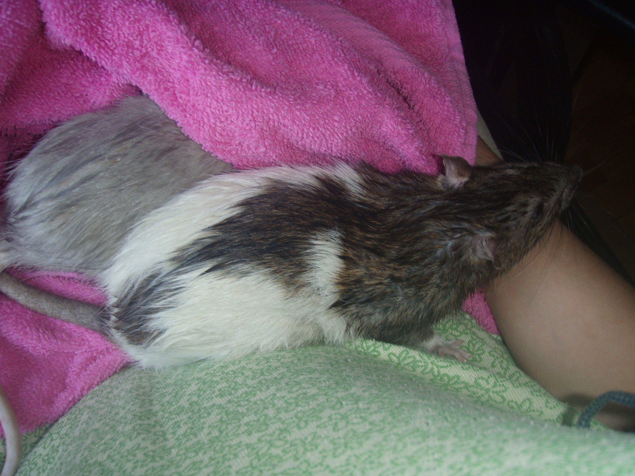 How to Bathe a Rat, THE NICE, NO FUSS WAY 5 Steps Instructables