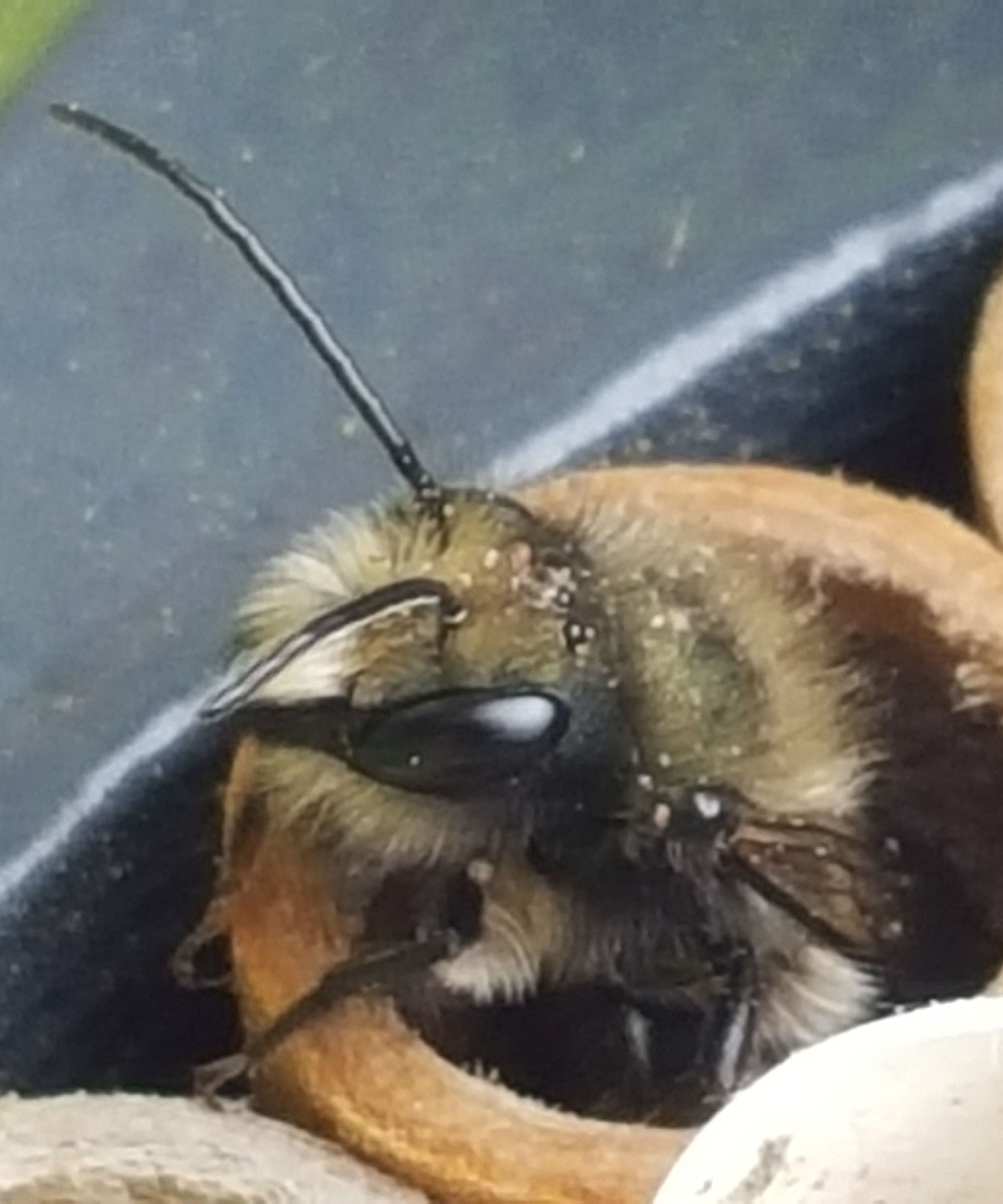 Mason Bee Hive