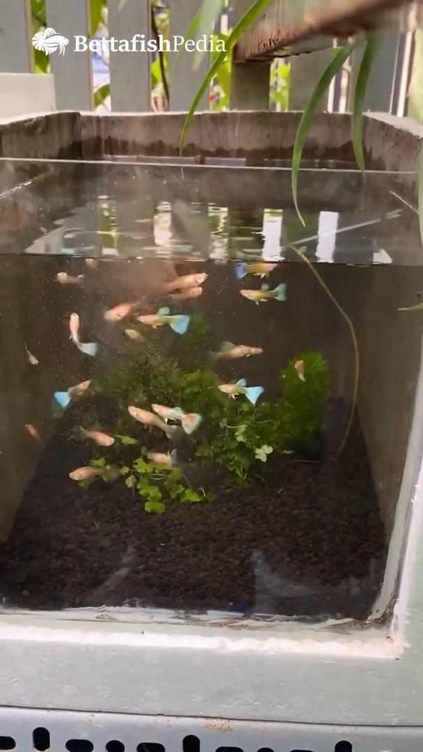 DIY Aquarium Crafting With Styrofoam! 5 Steps Instructables