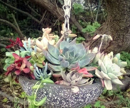 DIY Hanging Glass Succulent Garden