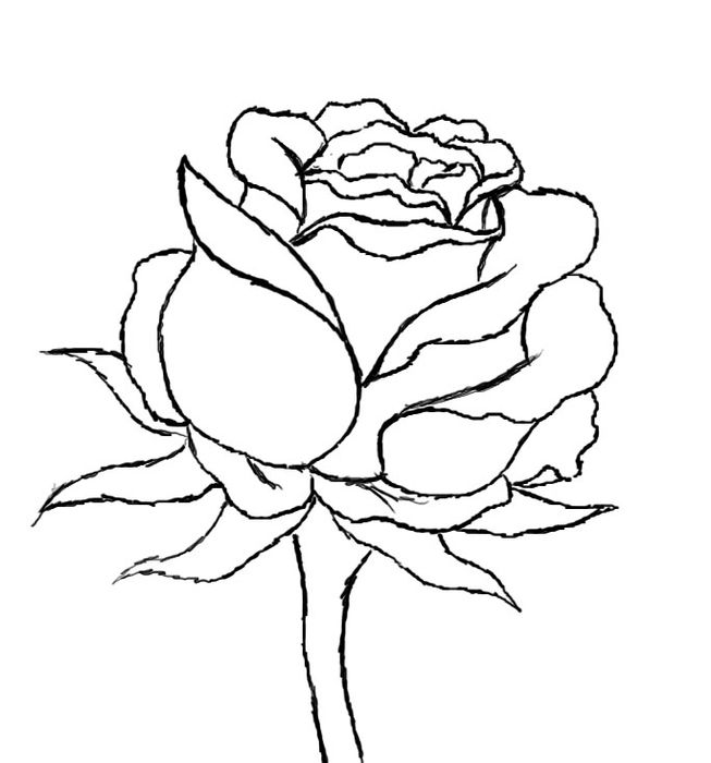 How to Draw a Red Rose : 9 Steps - Instructables