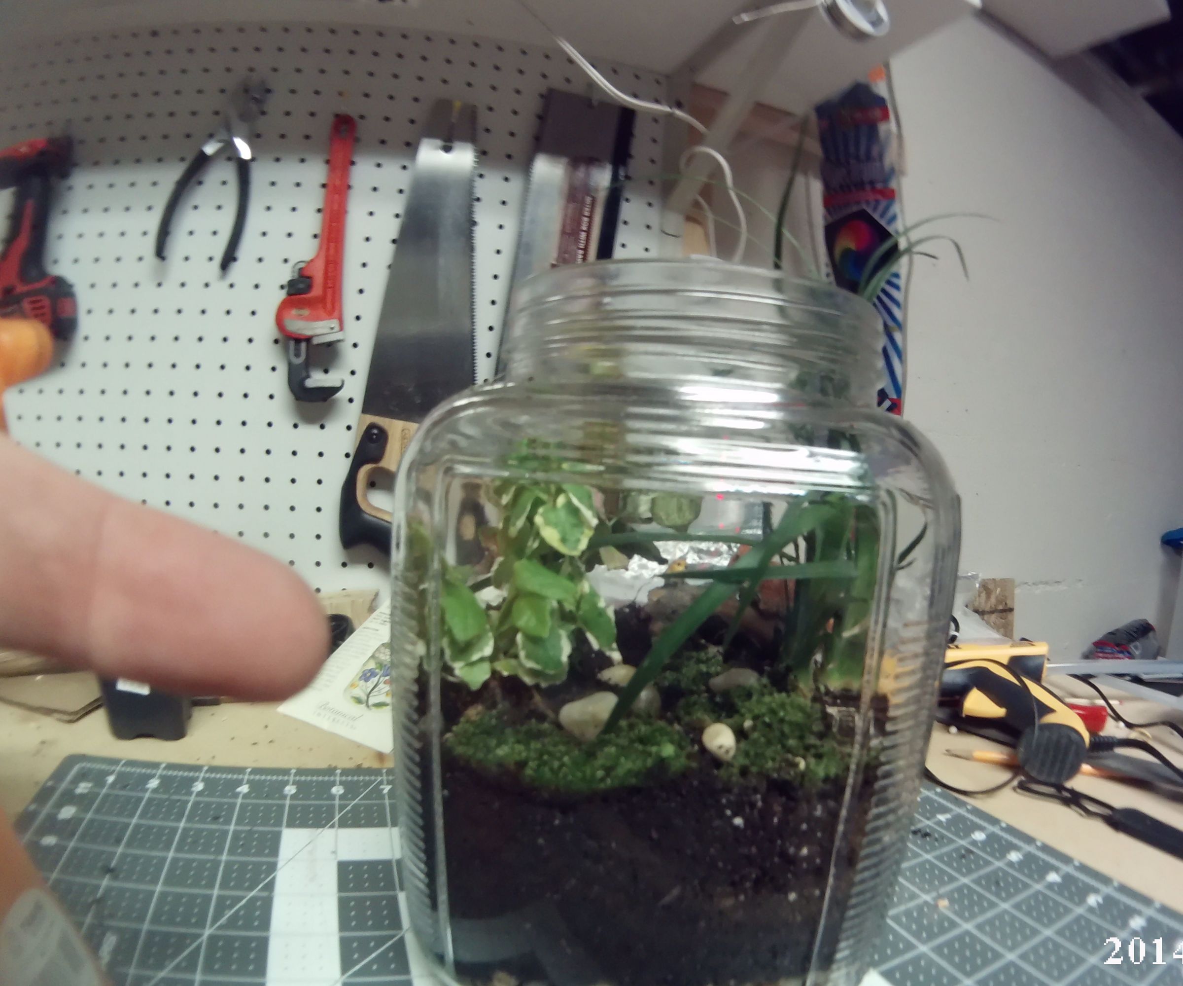 Sealed Terrarium