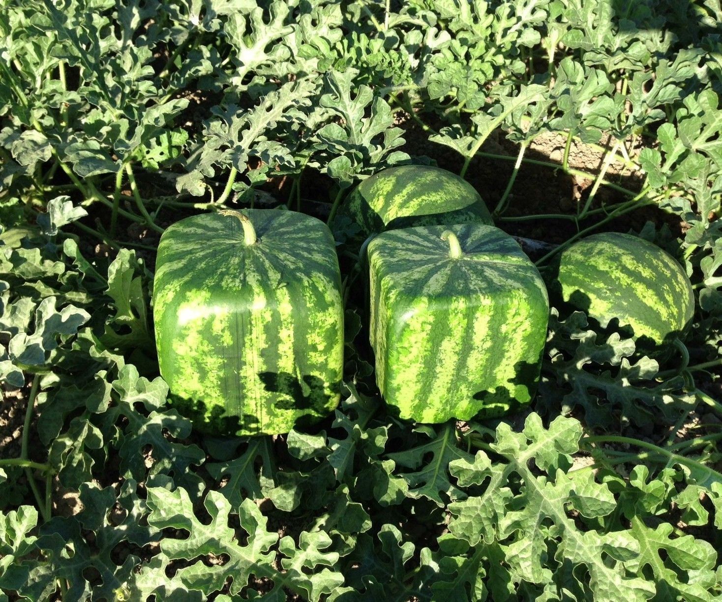 How to Make Square Shape Watermelon