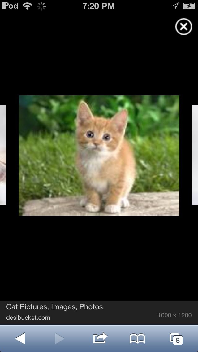 Easy to Make Cat Toy