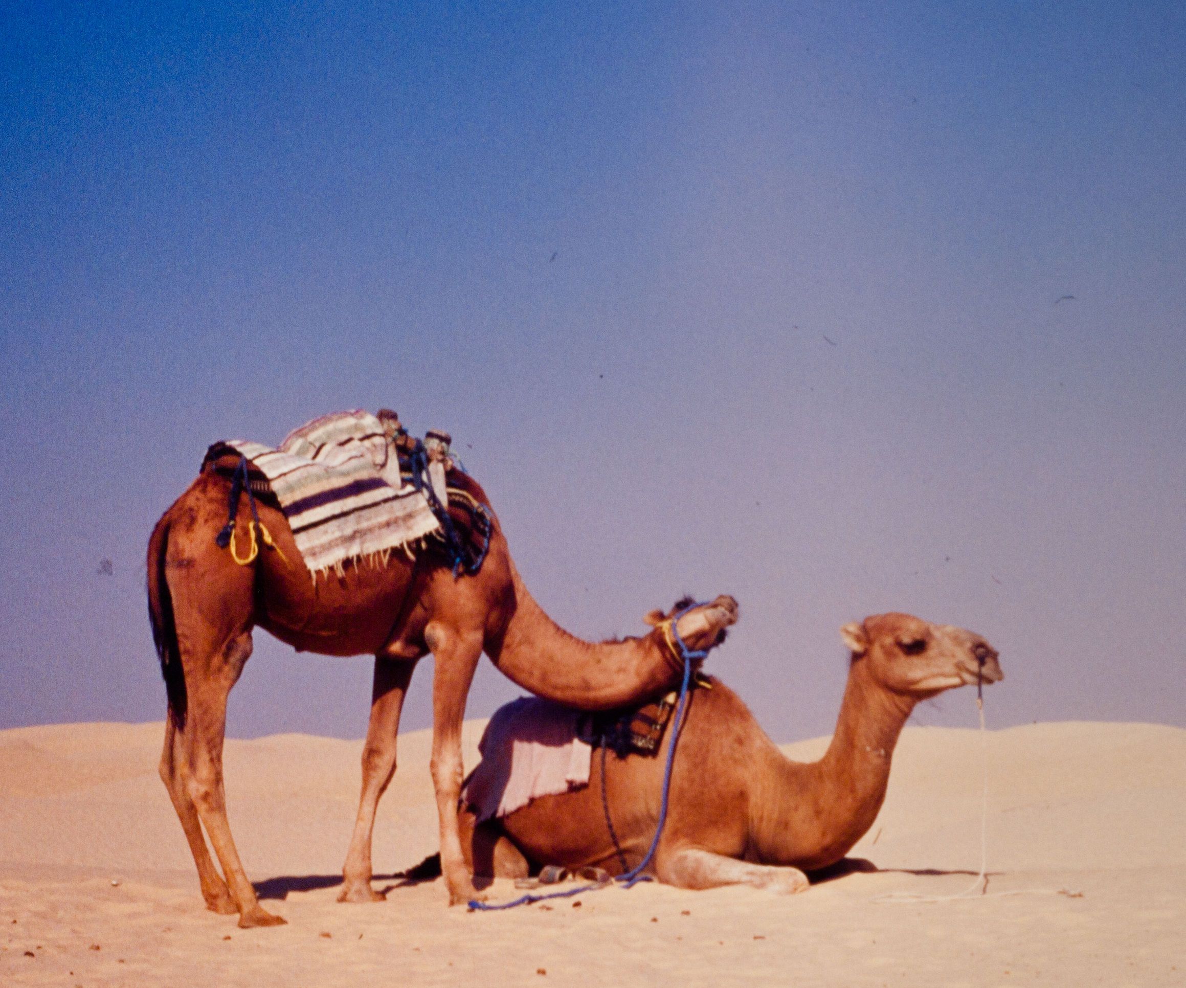 How to Digitize Slides and Film Negatives With  a DSLR