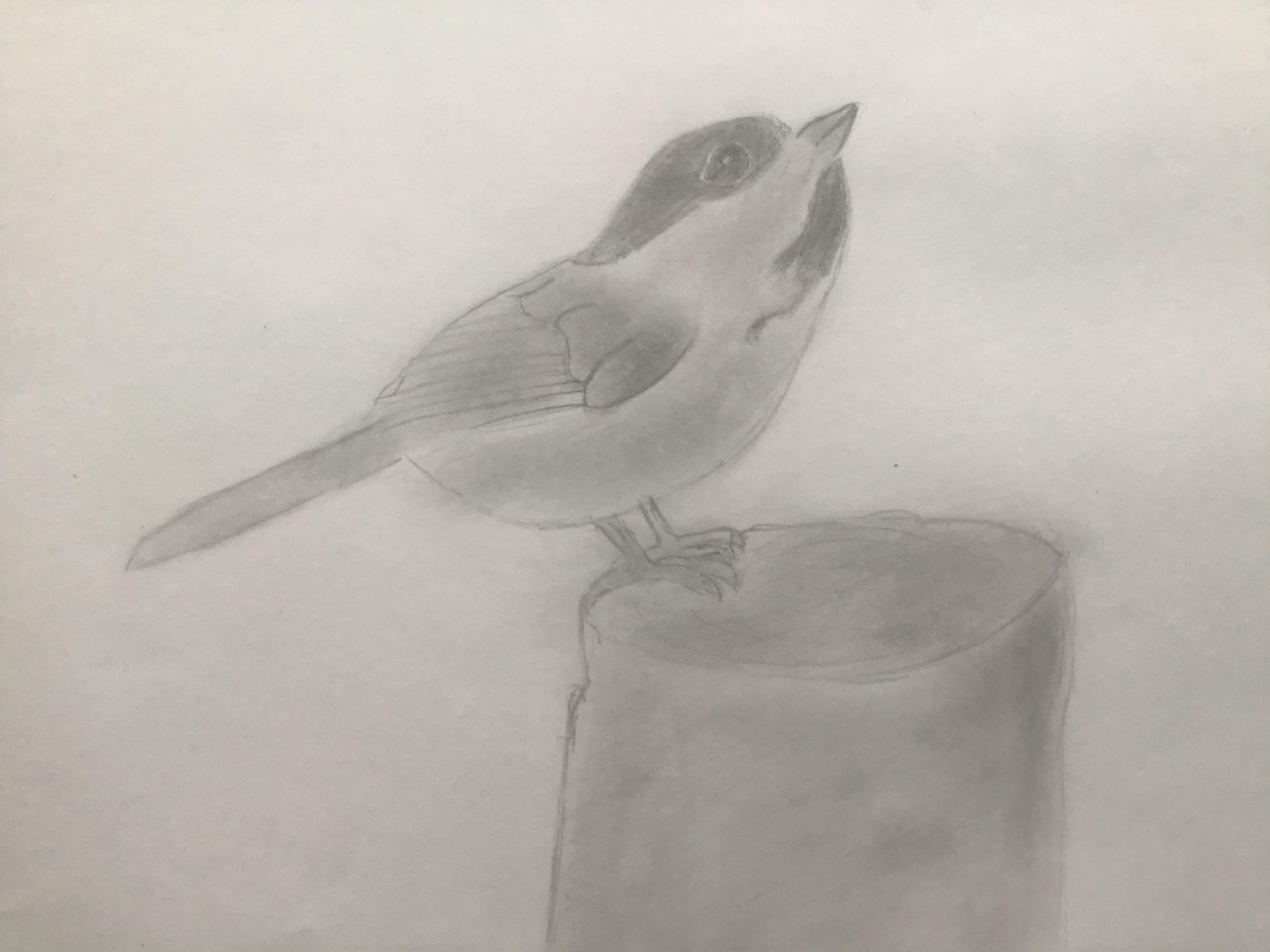 How To Draw A Chickadee 7 Steps Instructables