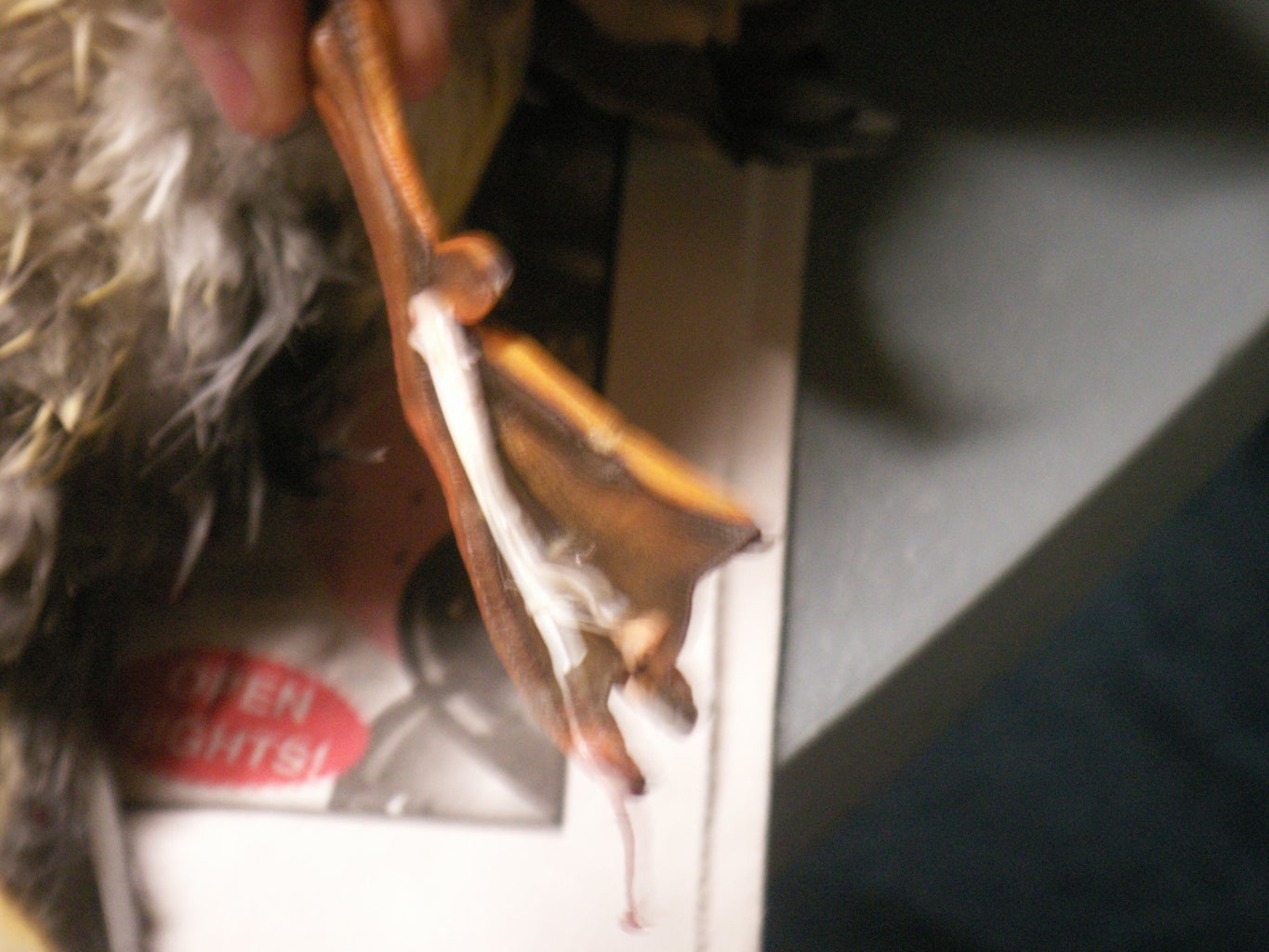Duck Taxidermy : 14 Steps - Instructables